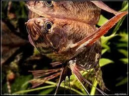 Ce poisson est particulier, à vous de trouver duquel il s'agit.
