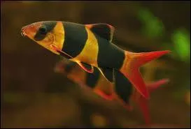 Ce poisson me fait rire grâce à son nom. Quel est-il ?