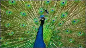 Un paon peut être bleu et vert ou...