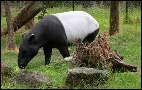 Quelle est la différence entre le tapir d'Asie et les autres tapirs ?
