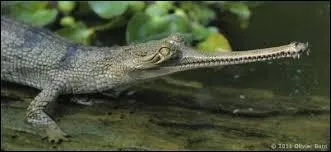 Comment se nomme ce crocodile au long nez ?