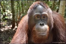 Les orangs-outans vivent...