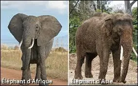 À part les oreilles, quelles sont les autres différences entre l'éléphant d'Afrique et l'éléphant d'Asie ?