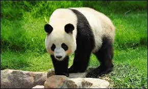 Avec le panda géant, quelle est l'autre espèce de panda qui vit en Asie ?