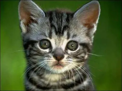 Un chat avec deux couleurs d'yeux existe-t-il ?