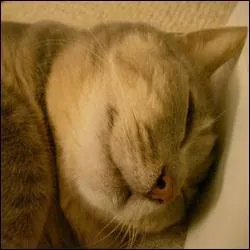 Combien de temps un chat dort-il par jour ?