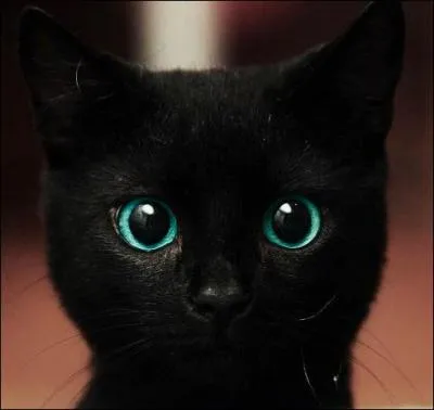 D'après la légende le chat noir porte malheur.