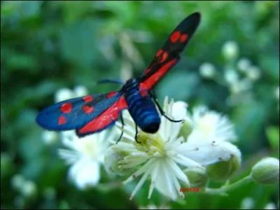 Sur l'image, vous avez la chance de voir un papillon...