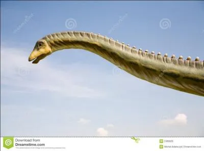 Combien mesurait son cou ?