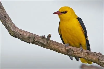 Quel est cet oiseau que l'on entend plus qu'on ne le voit ?