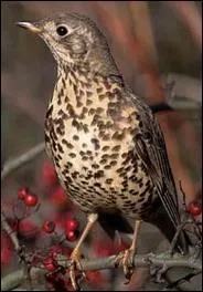 Quel est ce grand turdidé ?