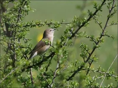 Quel est ce petit oiseau de nos jardins ?