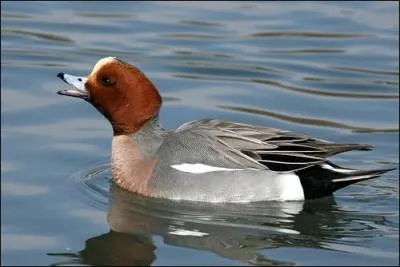Quel est ce canard assez courant en France ?