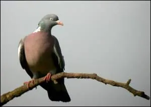 Quel est ce pigeon qui vit dans tous les milieux ?
