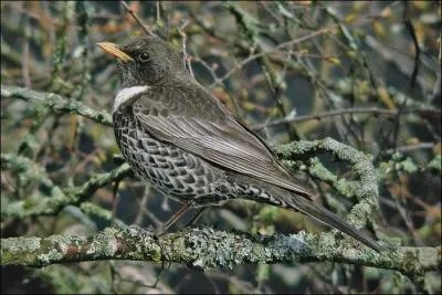 Quel est ce turdidé qui vit plutôt dans le sud de l'Europe ?