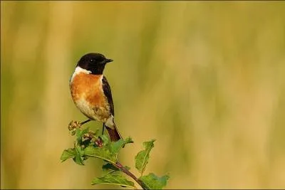 Quel est ce très petit turdidé ?