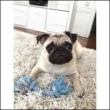 A quelle youtubeuse appartient ce chien ?