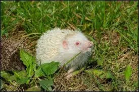 Comment s'appelle cet animal ?