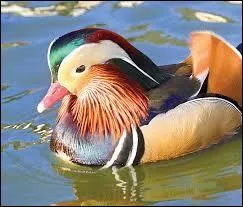 Comment s'appelle cet animal ?