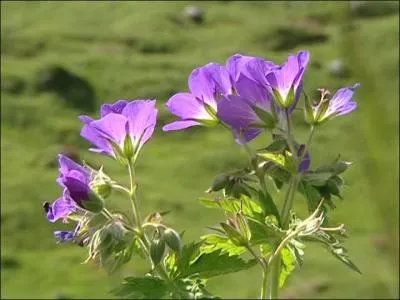 Familièrement, petit et charmant, mignon :