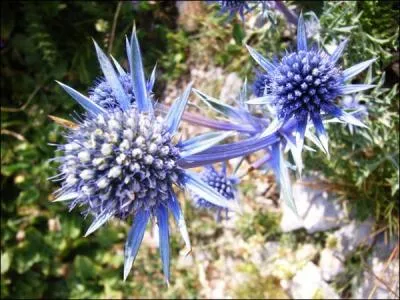 Ensemble de rameaux qui repoussent de la souche d'un arbre :