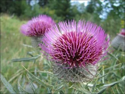Colibri, oiseau-mouche :