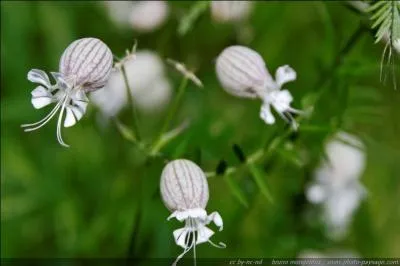 Arbuste à fleurs blanches en grappes odorantes, à baies noires toxiques, souvent cultivé pour former des haies :