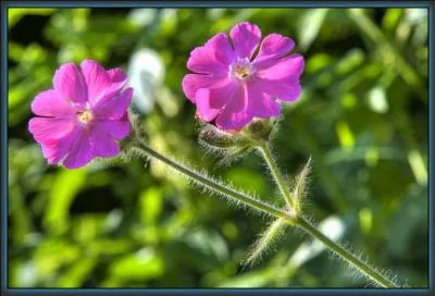 Longue distance à parcourir ou parcourue à pied :