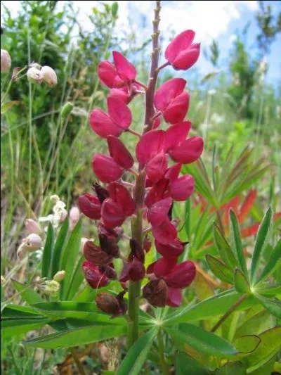 Mollusque gastéropode des mers chaudes à coquille conique. Certaines espèces sont comestibles, les plus grandes sont exploitées pour leur nacre :