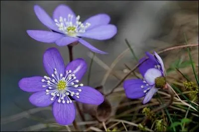 Sports. Récompense remise au vainqueur dans une compétition sportive :