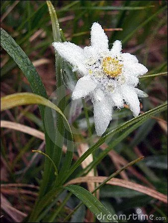 Dispositif destiné à évacuer un liquide en excès :