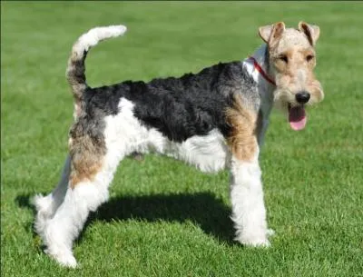 Quelle est cette espèce ?