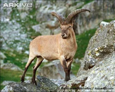 Le mot commence par CUL  et correspond à :