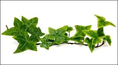 Le mot commence par CUL  et correspond à :