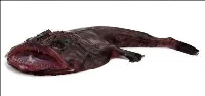 Le mot commence par CUL  et correspond à :