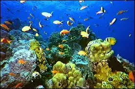 Quel est le plus long récif corallien du monde ?