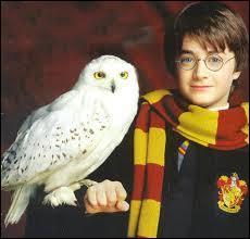 Comment s'appelle la chouette blanche que Rubeus Hagrid a offert à Harry Potter ?