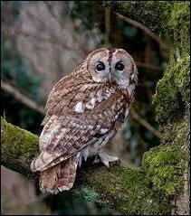 Trouvez le nom de cette chouette à l'aide de la photo.