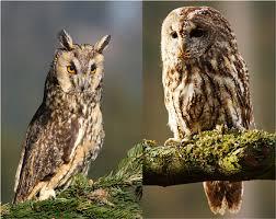 Quiz Animaux