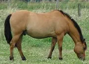 Quiz Races de chevaux : le henson