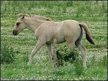 Le henson mesure entre...