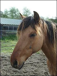 Le henson a un profil...