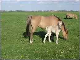 Quelles sont les robes autorisées chez le henson ?