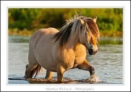 Il a besoin d'autant d'attention et de soins que...