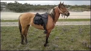 Quelles sont ses principales utilisations ?