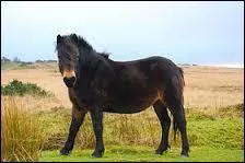 Quelle est la race de la photo ?