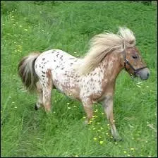 Quelle est la race de la photo ?