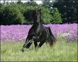 Quelle est la race de la photo ?