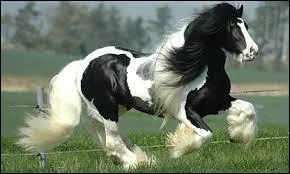 Quelle est la race de la photo ?