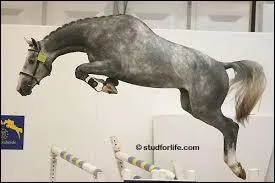 Quelle est la race de la photo ?